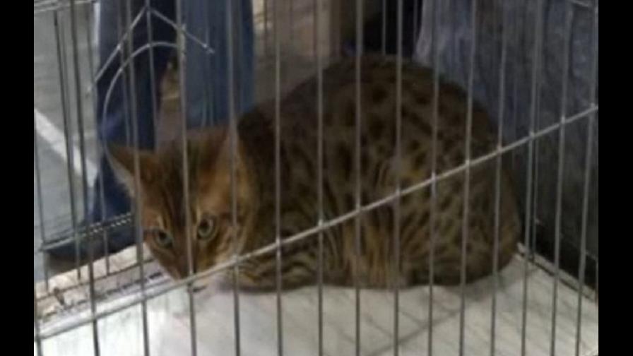 Cuba exhibe a sus gatos