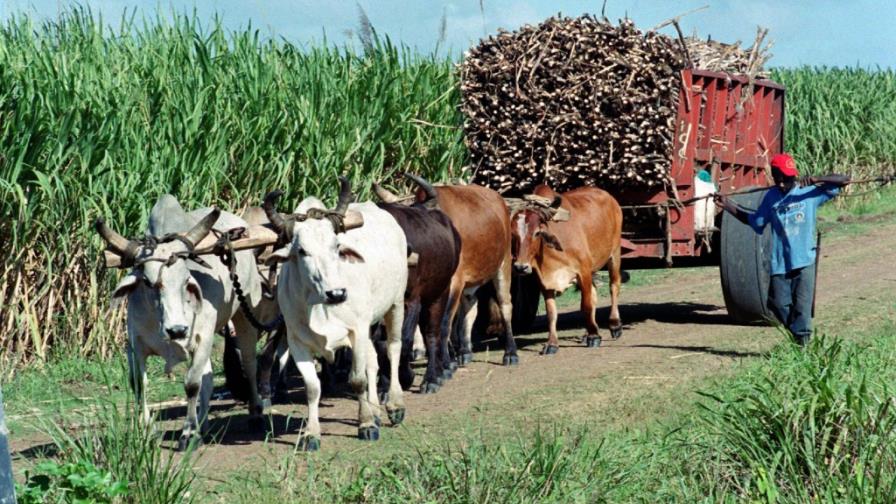 Cuba inicia zafra azucarera con el ánimo de mejorar resultados de esta década