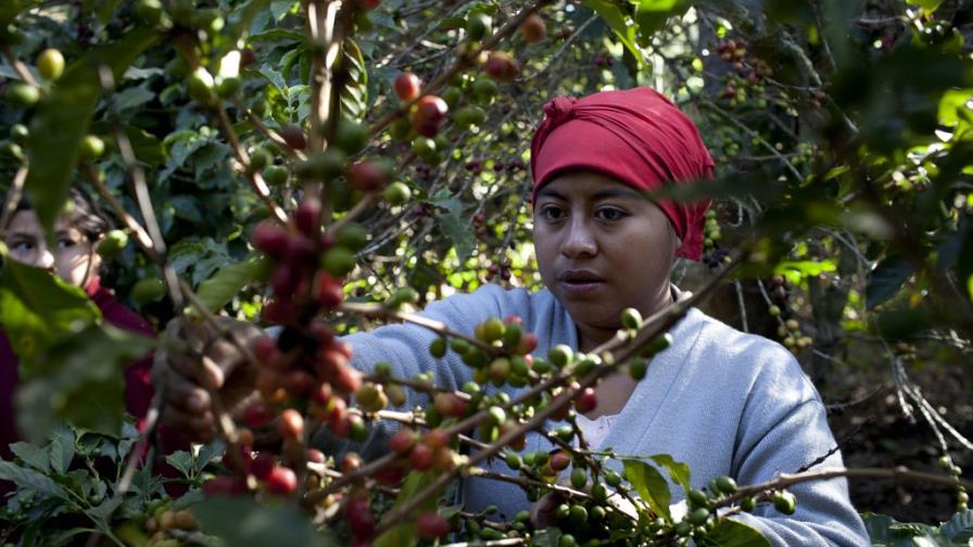 El café, también salado y sólido