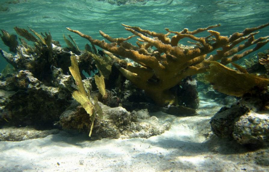 Arrecifes de coral del Caribe han dejado de crecer o comienzan a erosionarse
