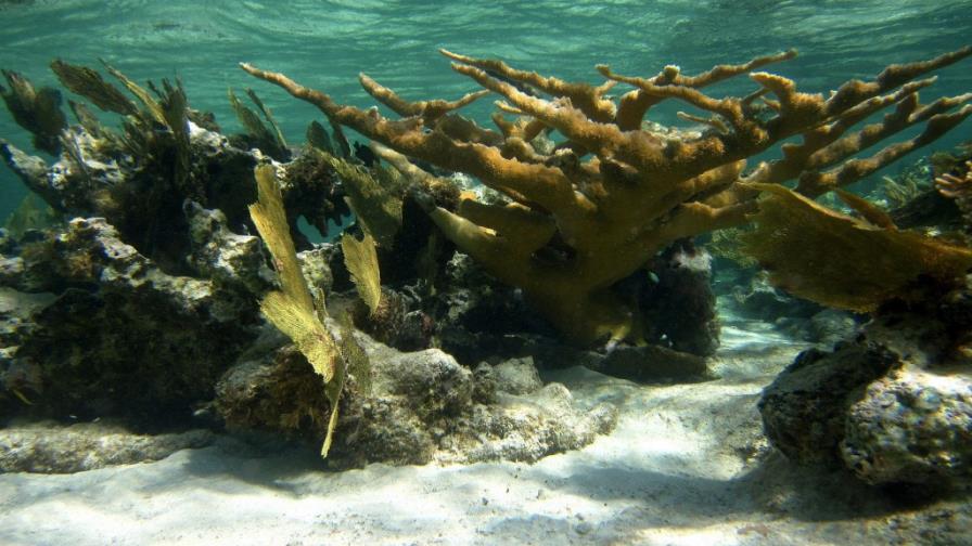 Arrecifes de coral del Caribe han dejado de crecer o comienzan a erosionarse