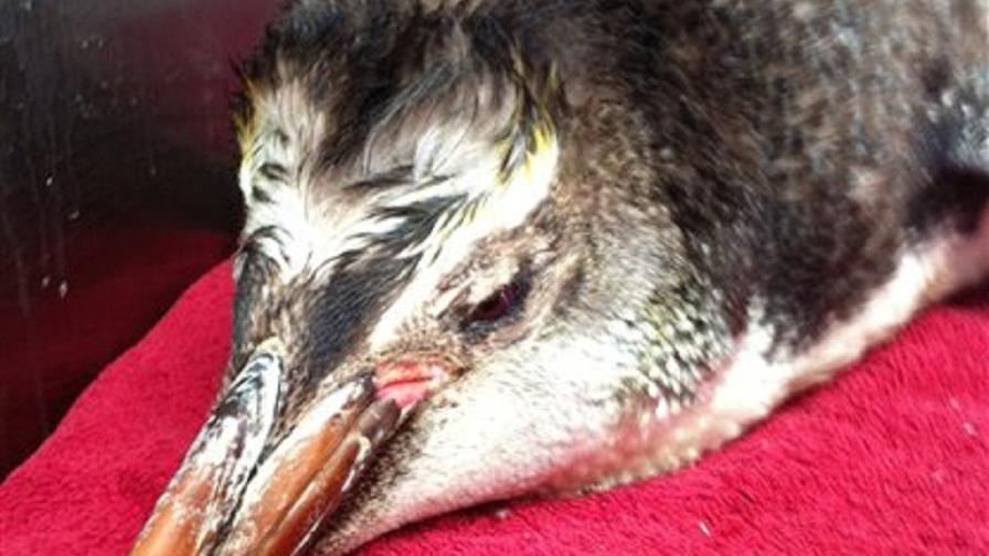 Hallan pingüino varado, a más de 1,600 km de casa