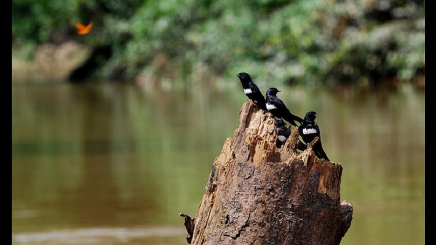 Alemania entrega casi 46 millones de dólares para proteger parque en Ecuador