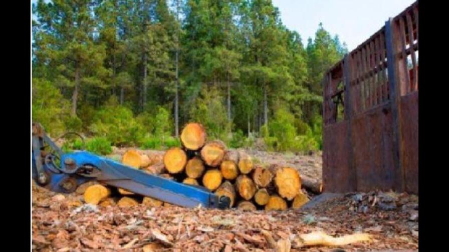 Proteger el bosque es un buen negocio