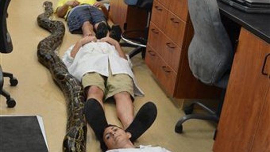 Capturan en Florida serpiente de casi seis metros