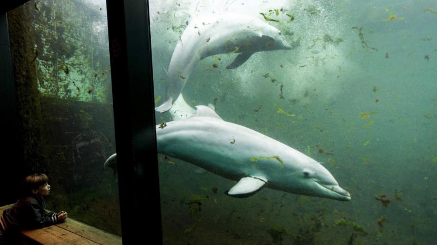 PETA Latino lanza una campaña contra el confinamiento de mamíferos marinos
