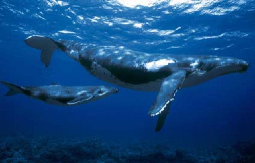 Arranca expedición científica para estudiar la ballena azul en el Antártico