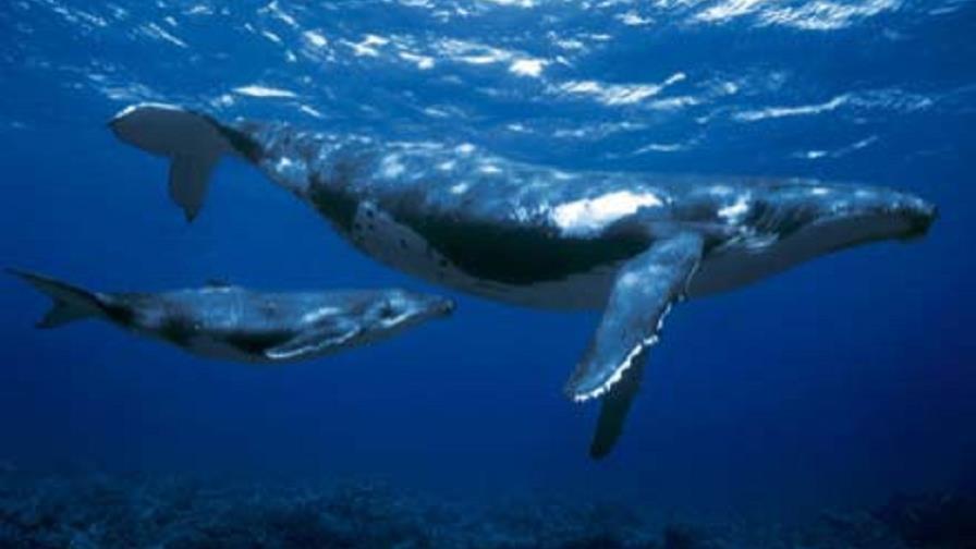 Arranca expedición científica para estudiar la ballena azul en el Antártico
