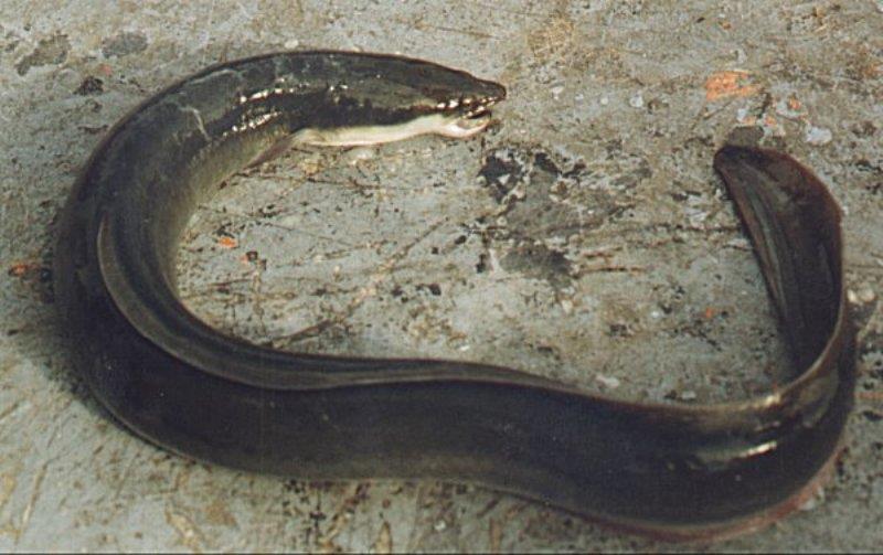 Pescan y sacan del pais a las anguilas de manera clandestina