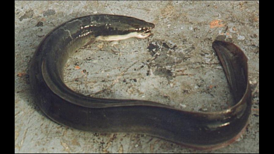 Pescan y sacan del pais a las anguilas de manera clandestina