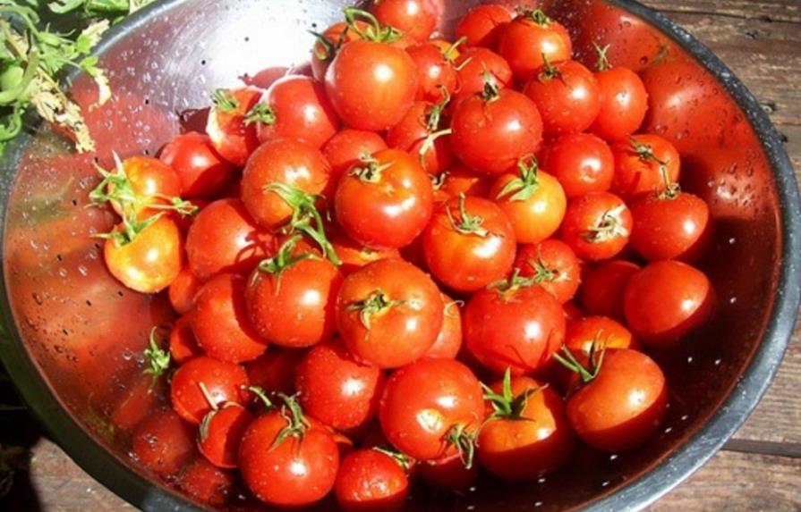 Los tomates orgánicos son más pequeños, sabrosos y nutritivos, según estudio