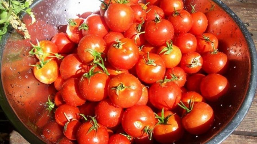 Los tomates orgánicos son más pequeños, sabrosos y nutritivos, según estudio Los tomates orgánicos son más pequeños, sabrosos y nutritivos, según estudio