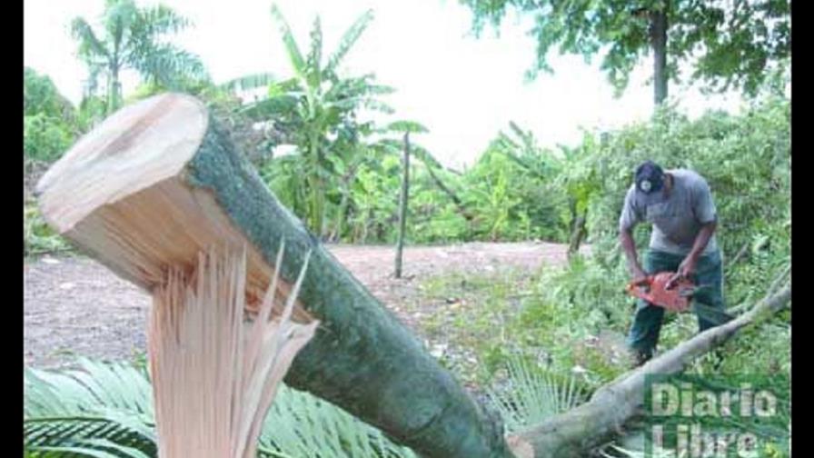 La tala amenaza el patrimonio natural del atolón elevado más grande del mundo