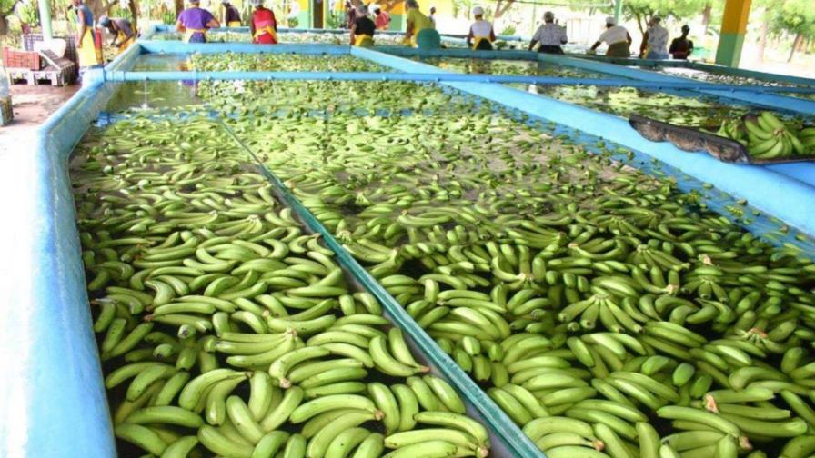 La República Dominicana afianza su líderazgo en la agricultura orgánica
