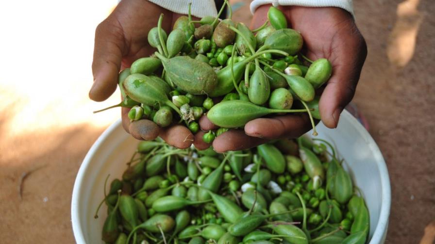 Las primeras alcaparras