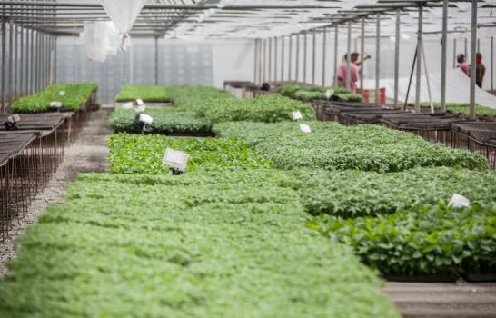 ¿Cómo se cultiva en un invernadero?