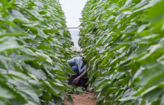 ¿Cómo se cultiva en un invernadero?