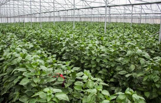 ¿Cómo se cultiva en un invernadero?