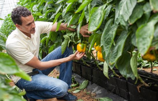 ¿Cómo se cultiva en un invernadero?