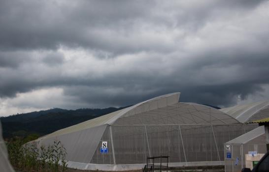 ¿Cómo se cultiva en un invernadero?