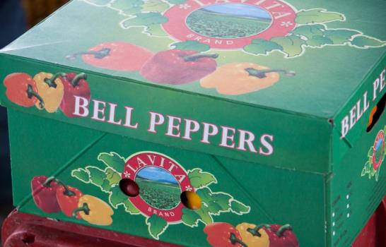 ¿Cómo se cultiva en un invernadero?