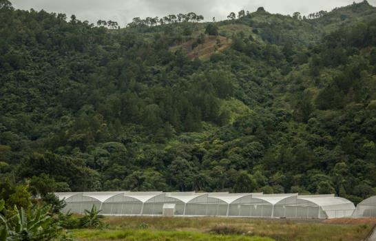 ¿Cómo se cultiva en un invernadero?
