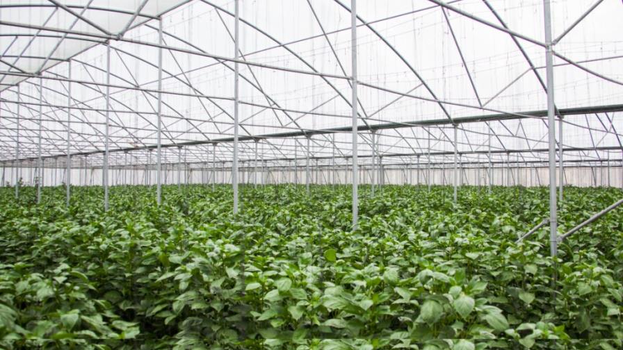 ¿Cómo se cultiva en un invernadero?