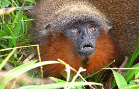 Descubiertas más de 400 nuevas especies en el Amazonas en últimos cuatro años