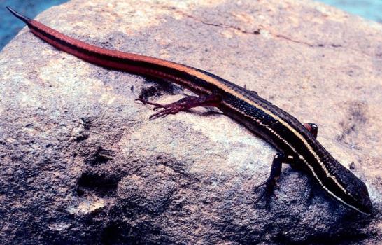 Descubiertas más de 400 nuevas especies en el Amazonas en últimos cuatro años