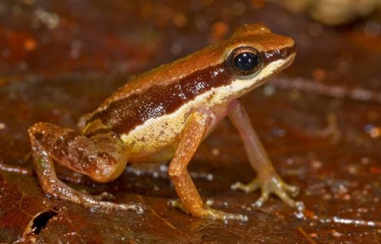 Descubiertas más de 400 nuevas especies en el Amazonas en últimos cuatro años