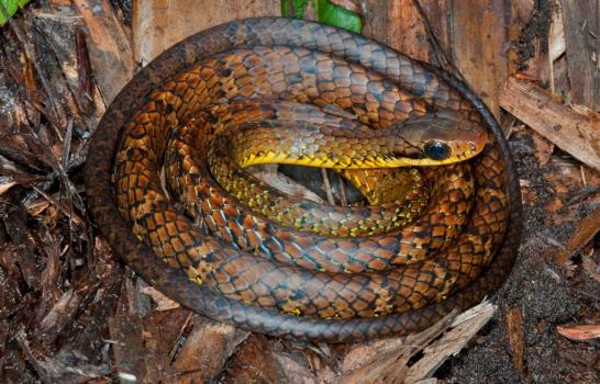 Descubiertas más de 400 nuevas especies en el Amazonas en últimos cuatro años