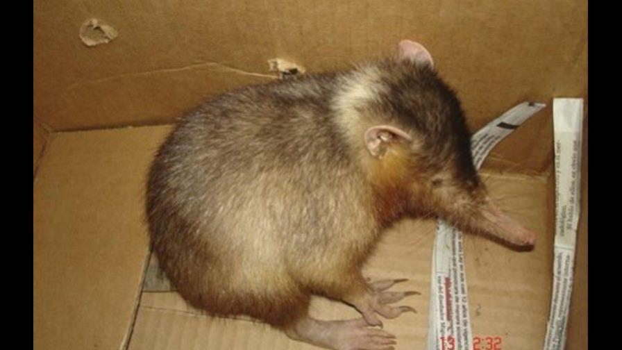 Medio Ambiente rescata un solenodonte, endémico y en peligro extinción