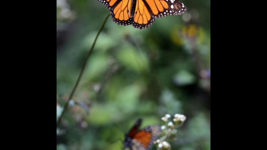 La mariposa monarca llega tarde a México y en menor cantidad