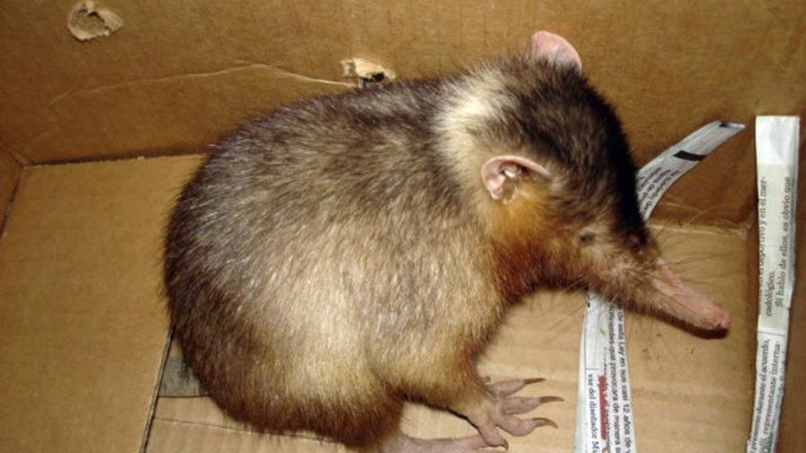 Un solenodonte rescatado