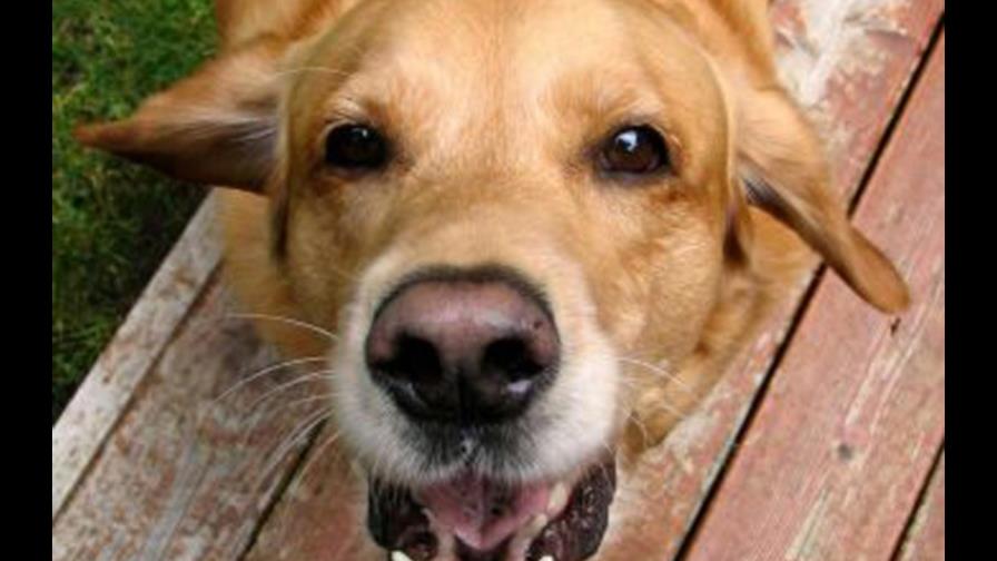 No se cansa de ladrar