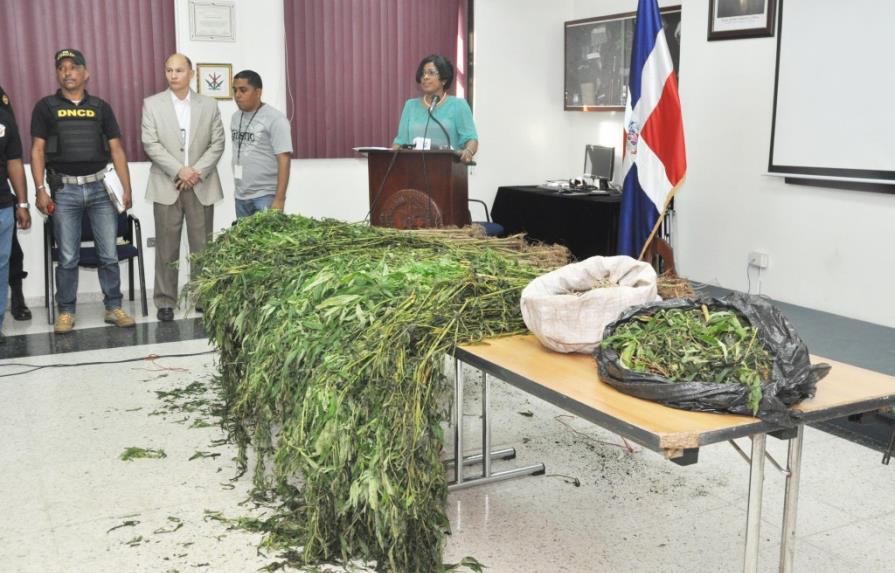 Hallan 217 plantas de marihuana en Baní donde anteriormente se incautaron 1,317
