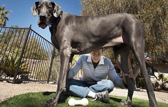 Muere el perro más grande del mundo