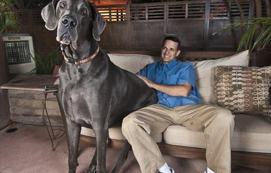 Muere el perro más grande del mundo