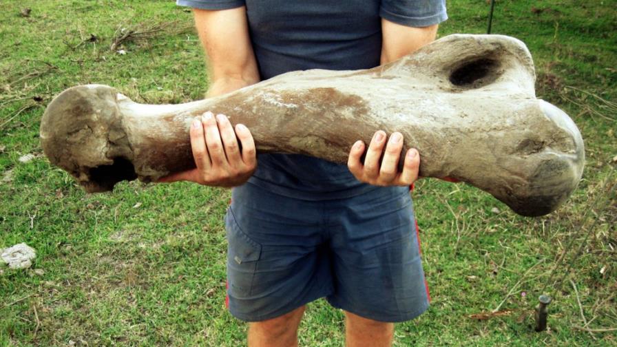 El fémur del perezoso gigante