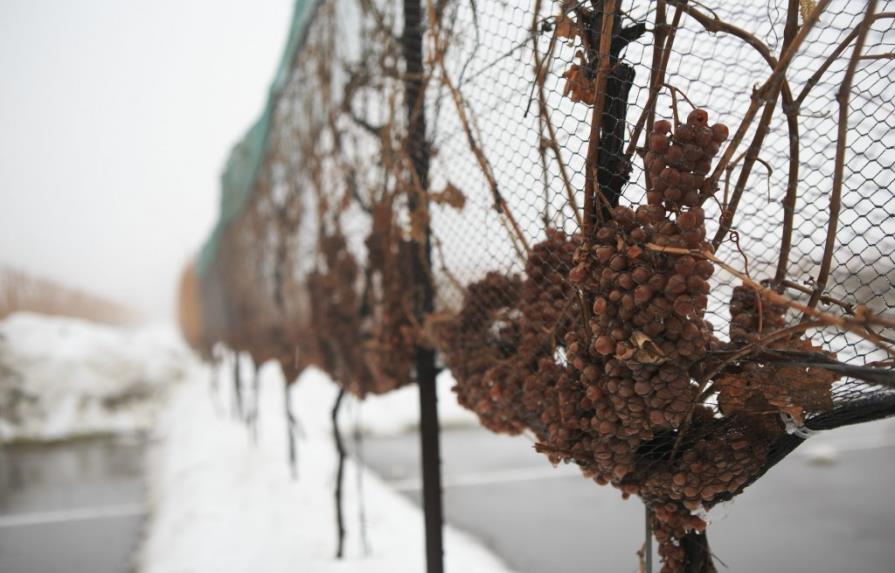 Canadá saca partido de las gélidas temperaturas con el vino del hielo