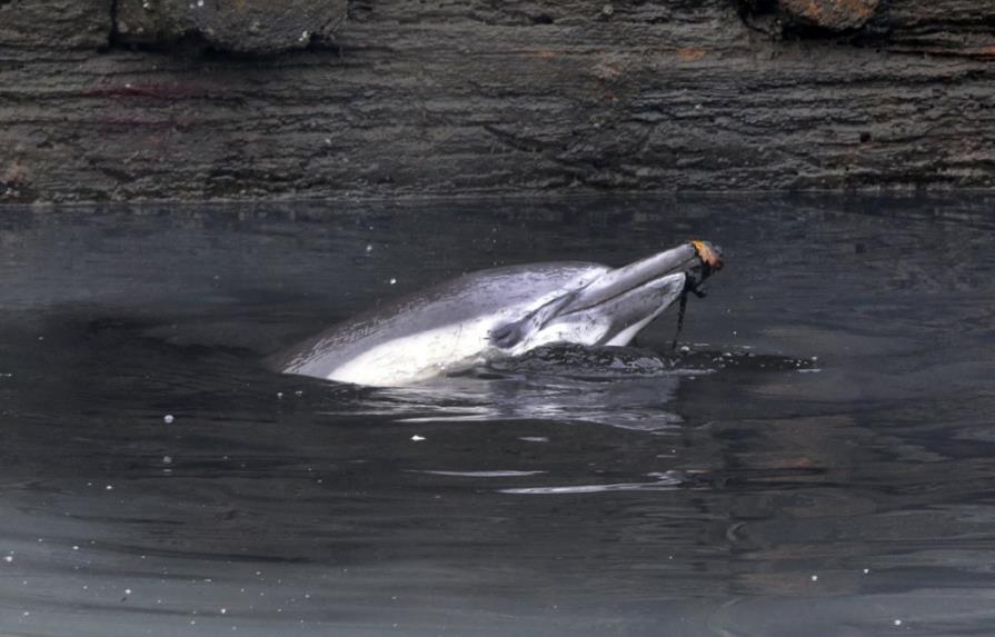 Muere delfín en canal de aguas residuales de Nueva York