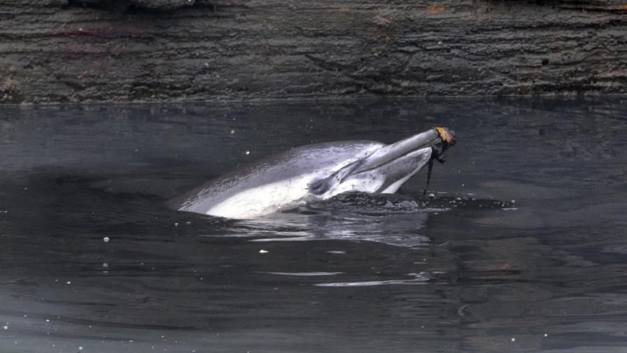 Muere delfín en canal de aguas residuales de Nueva York