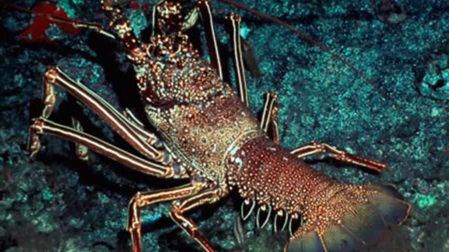 Anuncian protección langosta del Caribe