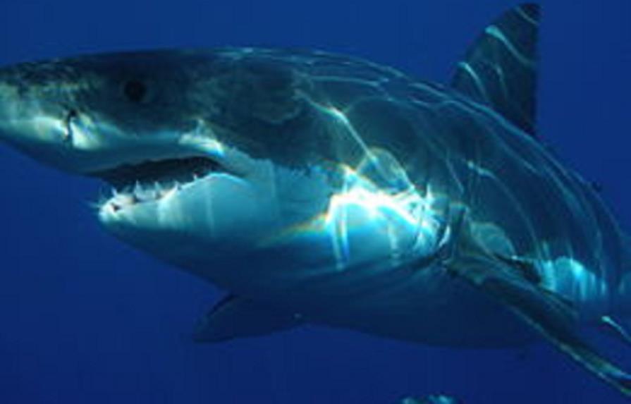 Australiano aferra gran tiburón por la cola
