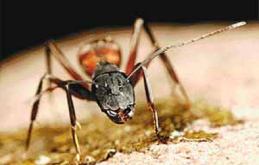 Las hormigas obreras, grandes y valientes