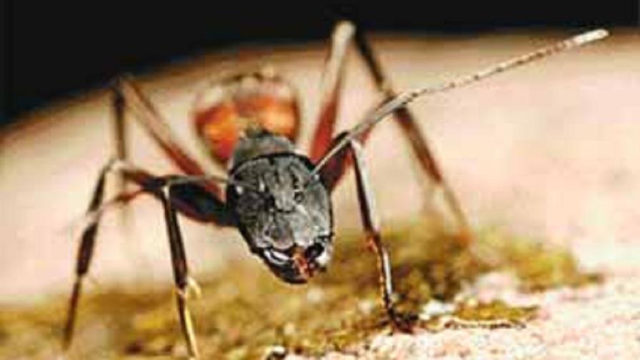 Las hormigas obreras, grandes y valientes