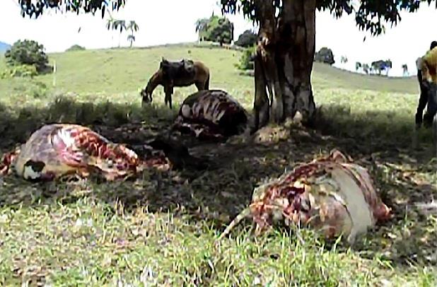 Cuatreros descuartizan vacas lecheras en distintos lugares del Cibao