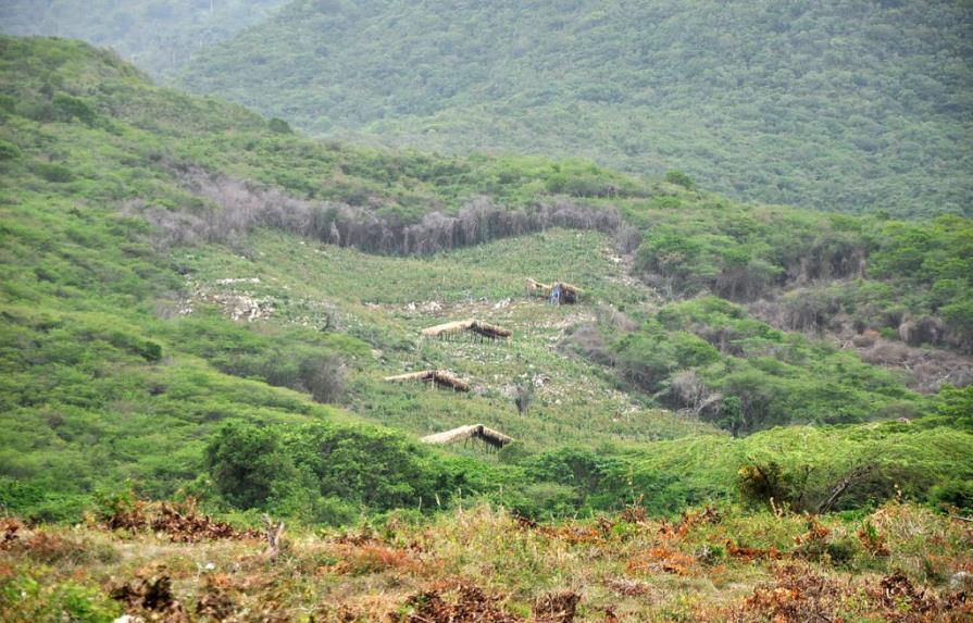 Talan cientos de árboles en Cordillera Septentrional