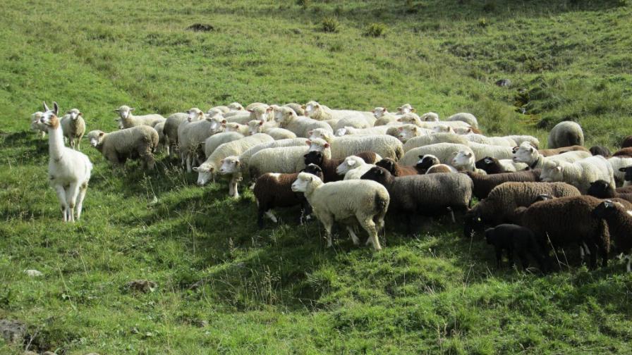 La llama, nuevo guardián de los rebaños de ovejas en las montañas de Suiza La llama, nuevo guardián de los rebaños de ovejas en las montañas de Suiza