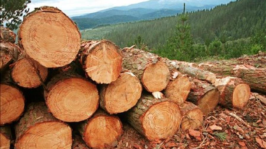 Estado de excepción en una provincia ecuatoriana para frenar la tala de bosques